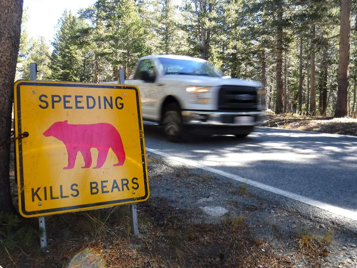 Yosemite National Park Rules, crackdown reduce bear problems