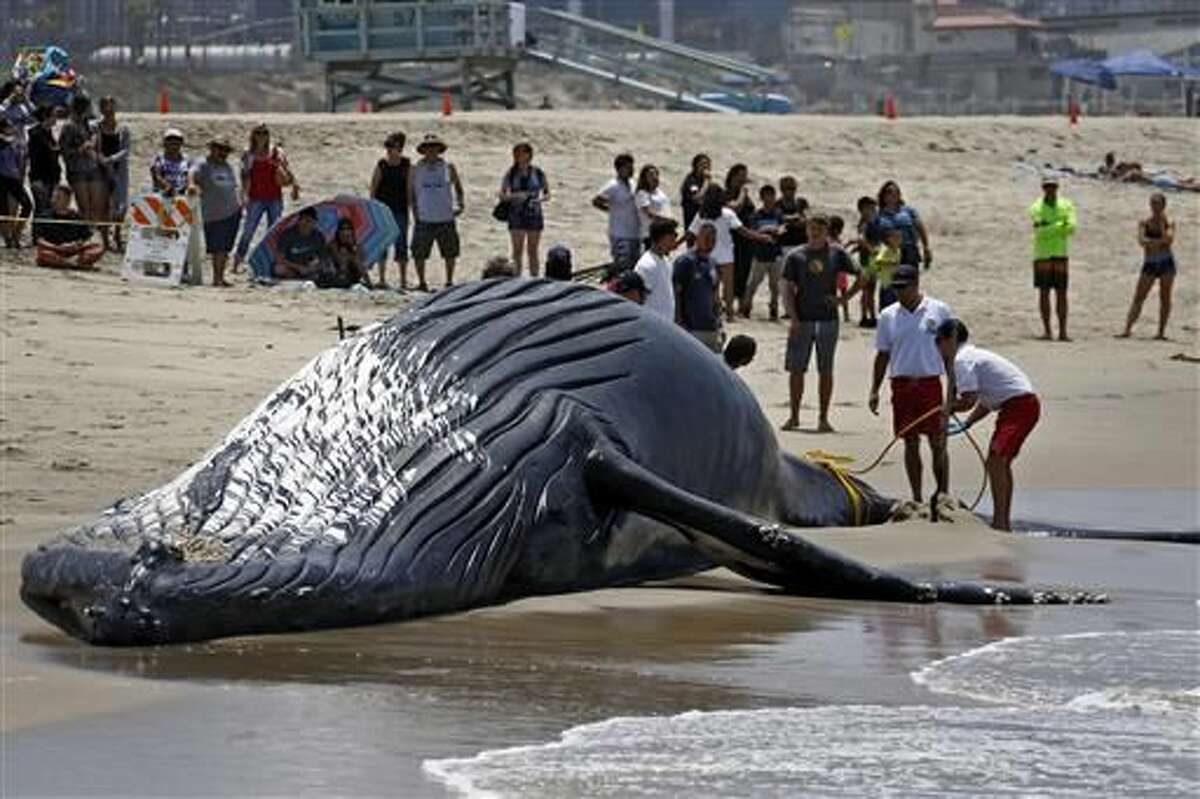 Lifeguards tie a dead humpback whale's tail after it washed ashore at Dockweiler Beach along the Los Angeles coastline on Friday, July 1, 2016. The whale floated in Thursday evening. It is approximately 40 feet long and is believed to have been between 10 to 30 years old. Marine animal authorities will try to determine why the animal died. (AP Photo/Nick Ut)