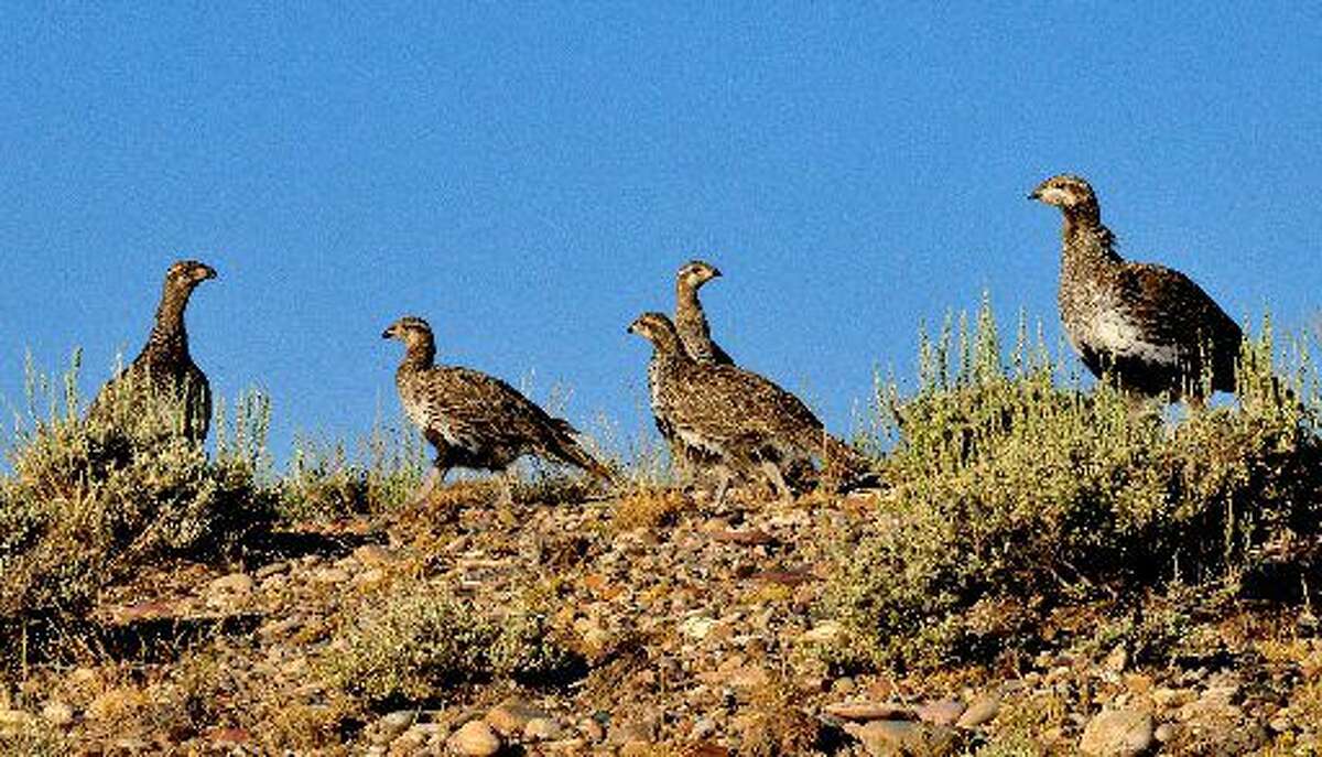 This July, 28, 2014 photo provided by the U.S. Fish and Wildlife Service shows a Greater Sage Grouse Hen with Brood at the Seedskadee National Wildlife Refuge in Wyoming. A government study recommends keeping oil and gas drilling, wind farms and solar projects more than 3 miles away from the breeding grounds of a bird that ranges across much of the Western U.S. a finding that could carry significant impacts for the energy industry as the Obama administration weighs whether the greater sage grouse needs more protections after seeing its population plummet in recent decades. (AP Photo/U.S. Fish and Wildlife Service,Tom Koerner)