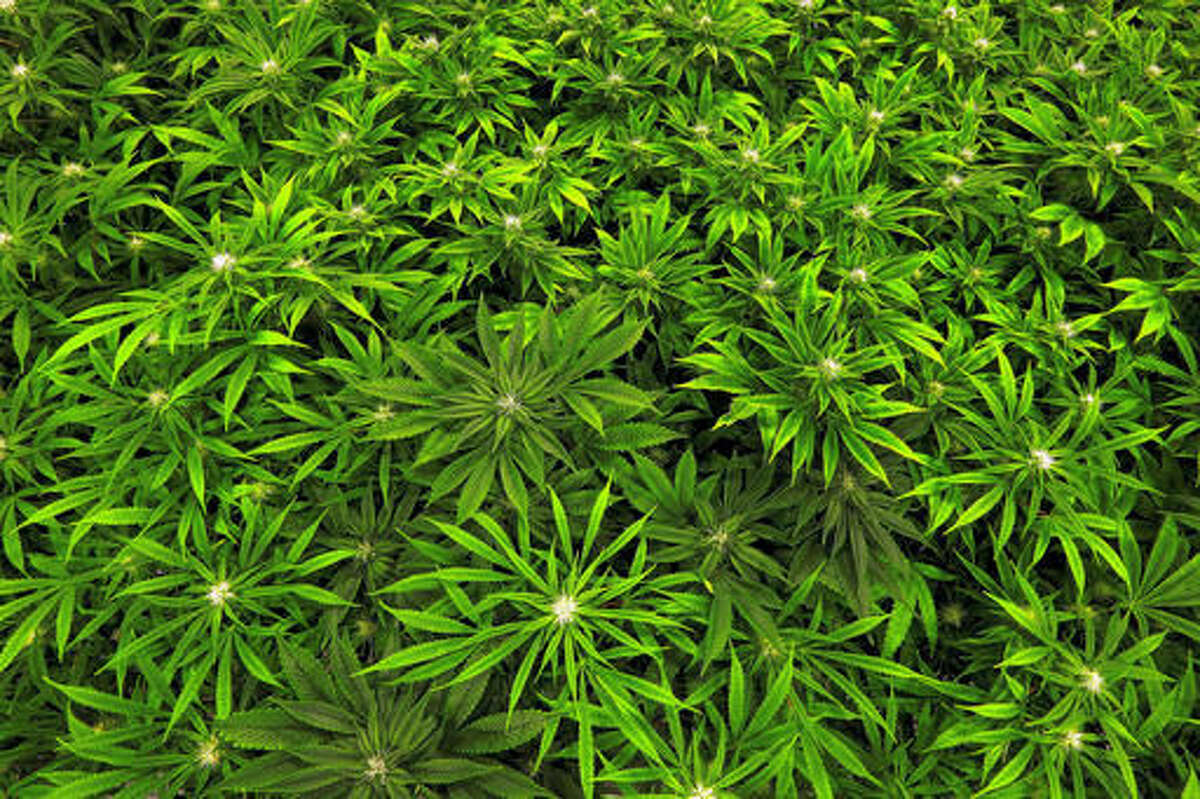 FILE - In this Sept. 15, 2015 file photo, marijuana grows at the Ataraxia medical marijuana cultivation center in Albion, Ill. The Obama administration will keep marijuana on the list of the most dangerous drugs, despite growing popular support for legalization, but will allow more research into its possible medical benefits, the Drug Enforcement Administration announced Thursday, Aug. 11, 2016. (AP Photo/Seth Perlman, File)
