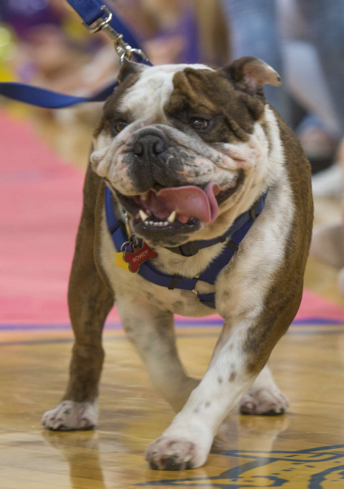 Rowdy walks out Friday 09-23-16 during the annual Bulldog Beauty Pageant at Midland Freshman to pick a mascot for the class. Tim Fischer/Reporter-Telegram