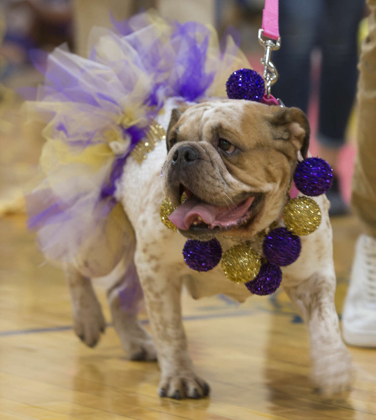 Zoey walks out Friday 09-23-16 during the annual Bulldog Beauty Pageant at Midland Freshman to pick a mascot for the class. Tim Fischer/Reporter-Telegram