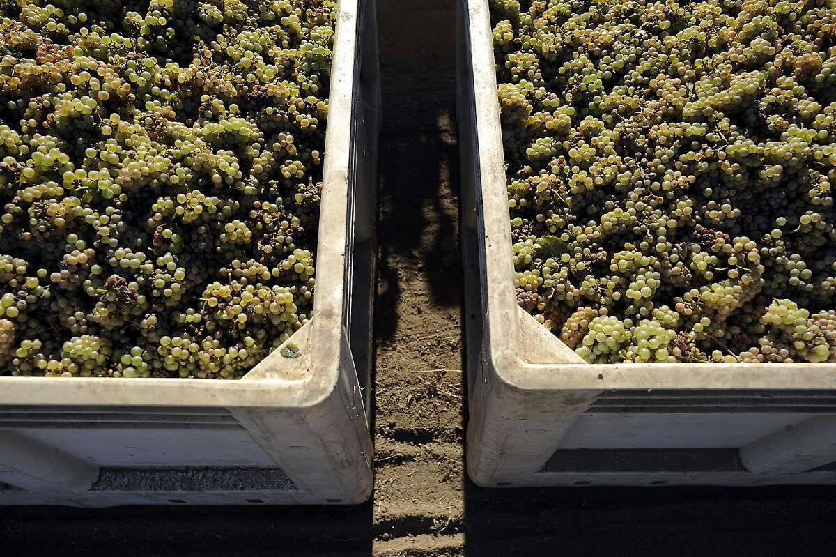 California Riesling’s popularity, and quality, return