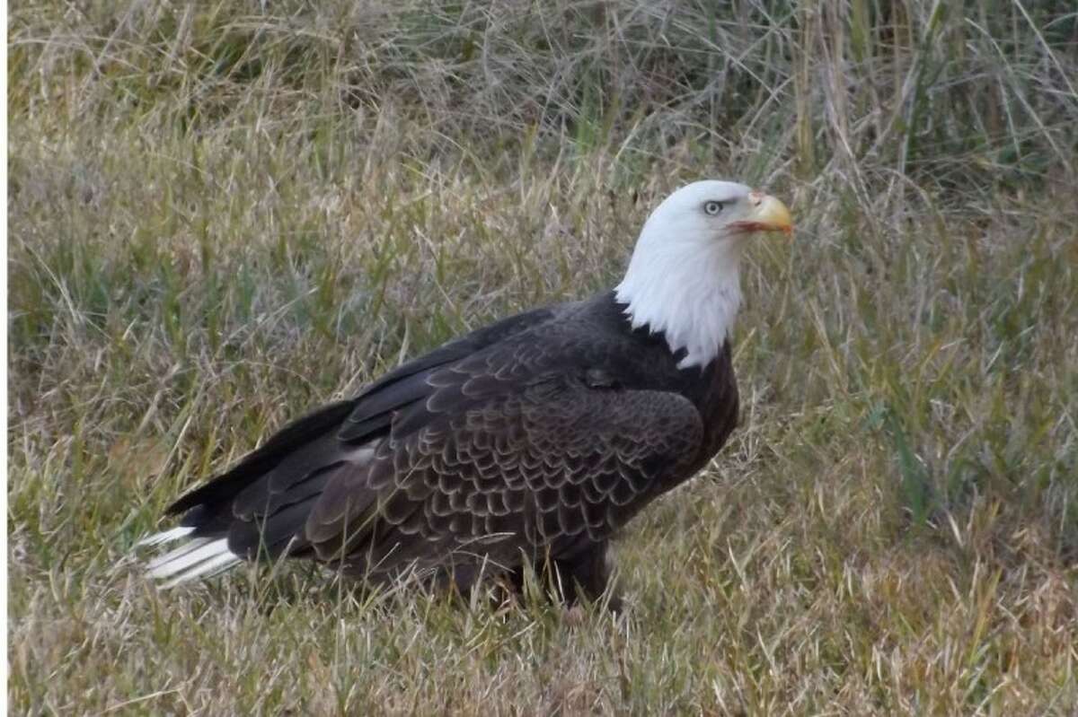 Bald eagle spotted in Cleveland