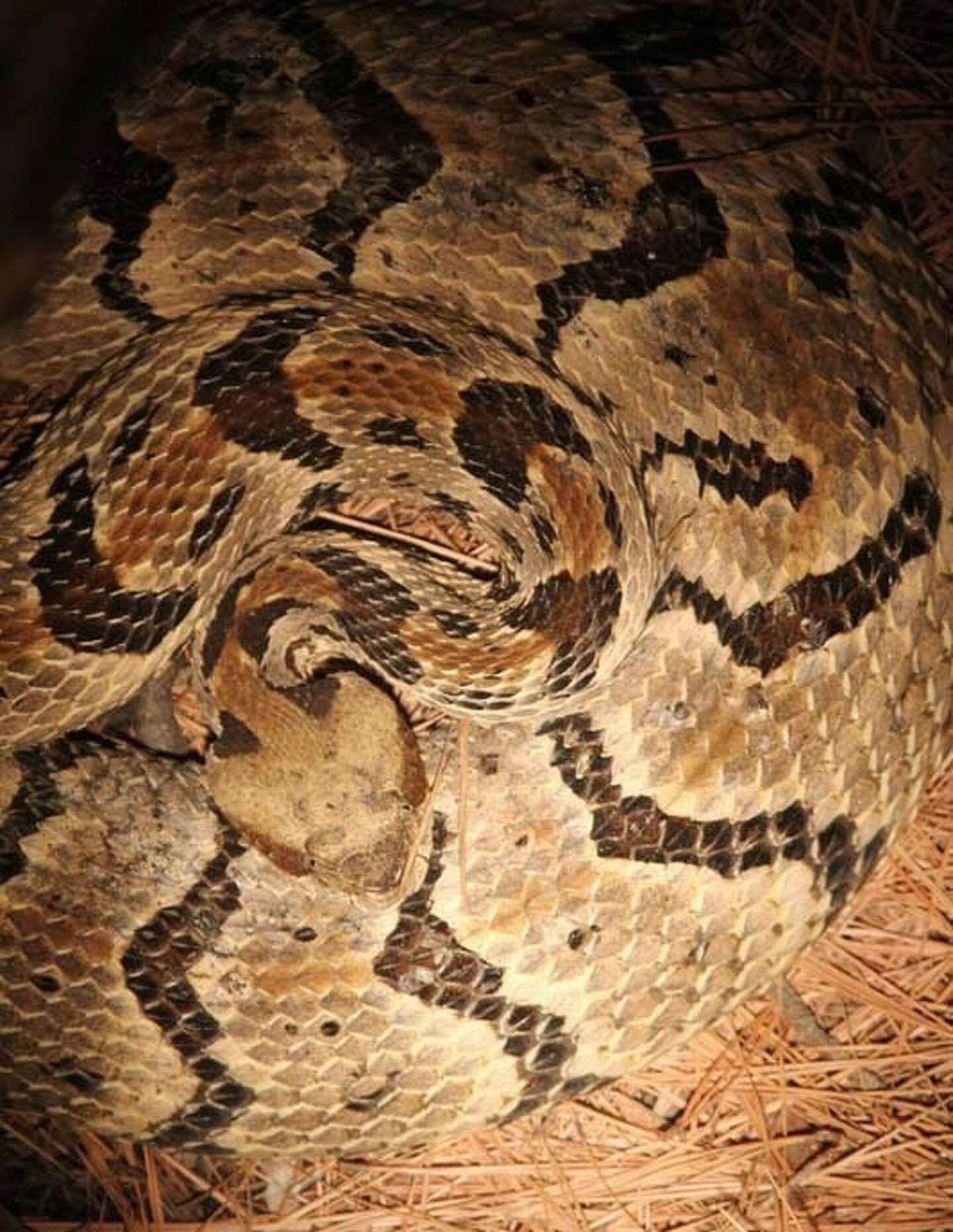 See the endangered, venomous and non-venomous snakes in Texas