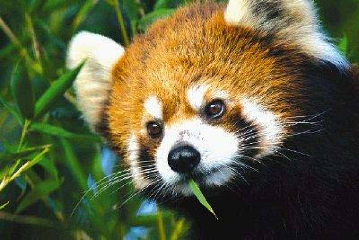 Toby the red panda arrived at the Houston Zoo in March.