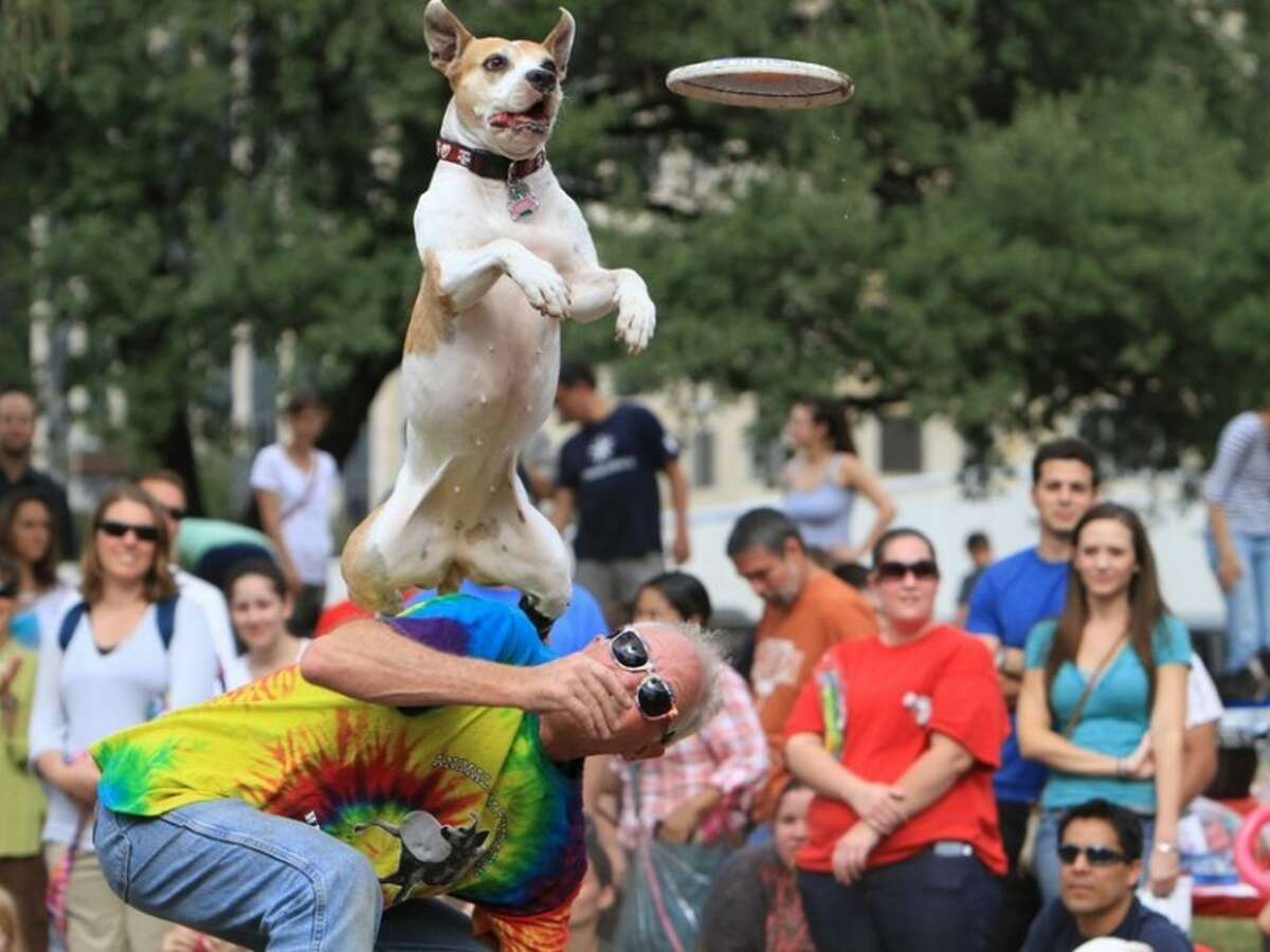 Karma, a 6-year-old pit bull, shows off for the crowd with his owner LeRoy Golden, a Fulshear resident and president of the Houston Canine Frisbee Disc Club, at the 2011 Texas-sized Pittie Pride Festival in downtown Austin.