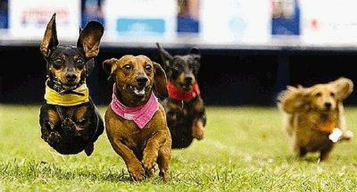 Inaugural wiener dog races at Sam Houston Race Park