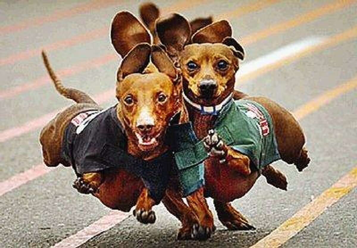 Inaugural wiener dog races at Sam Houston Race Park