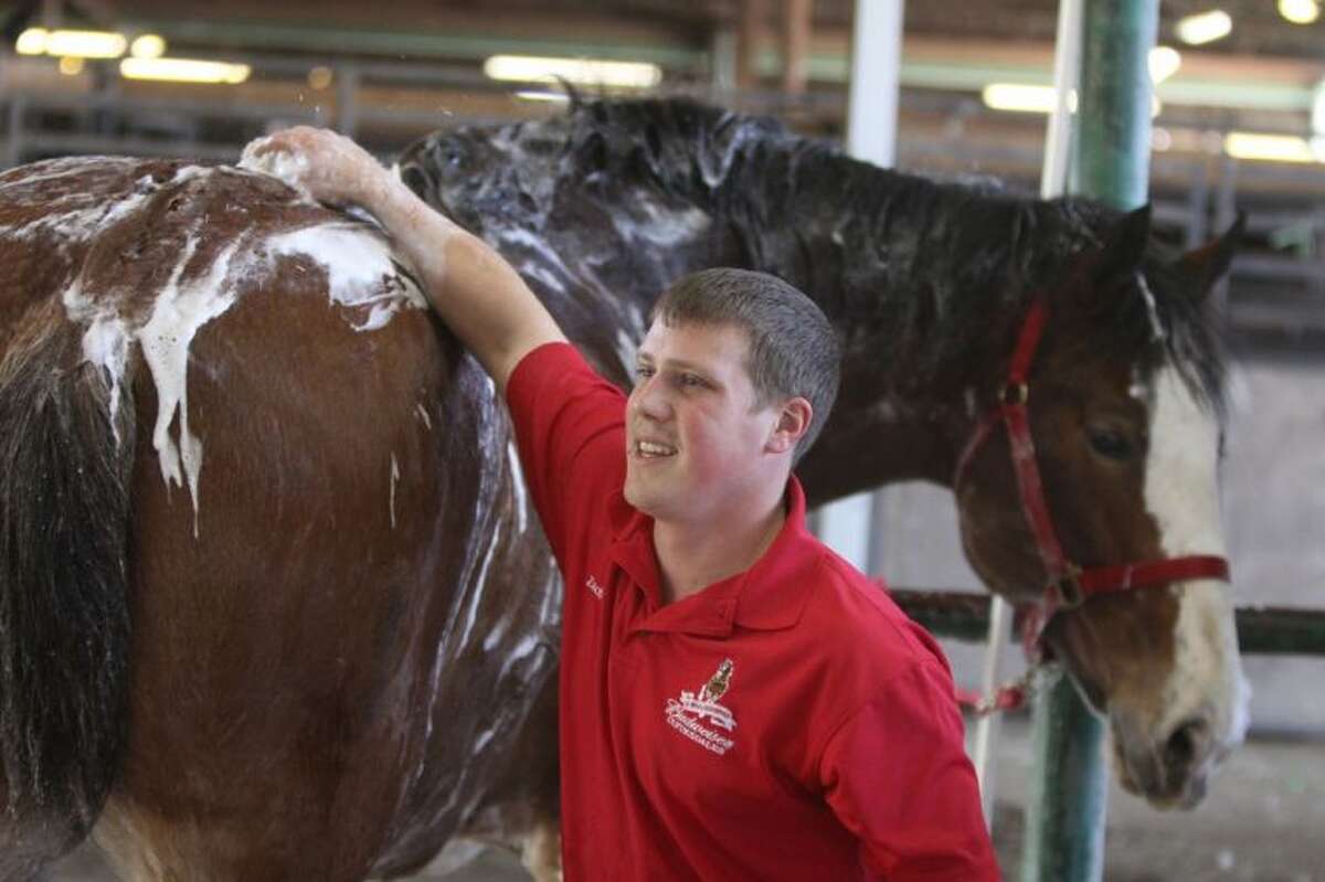 The worldfamous Clydesdales bring the Budweiser tradition to Houston