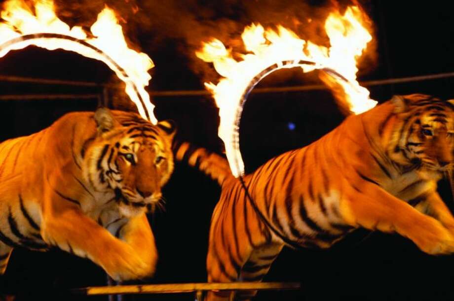 Kelly miller circus discount coupons