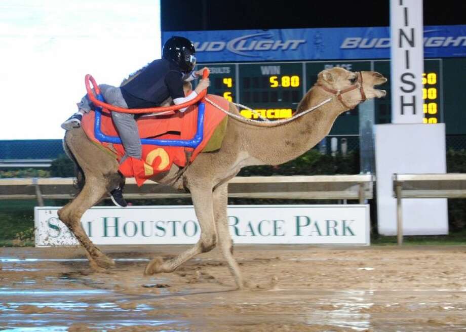 SAM HOUSTON RACE PARK: Camels, Ostriches and Horses; Oh My ...