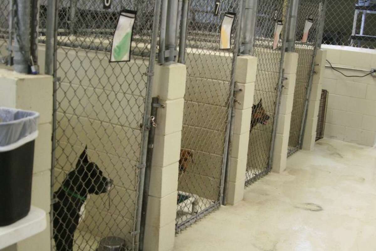 Humble's Animal Shelter continues to progress