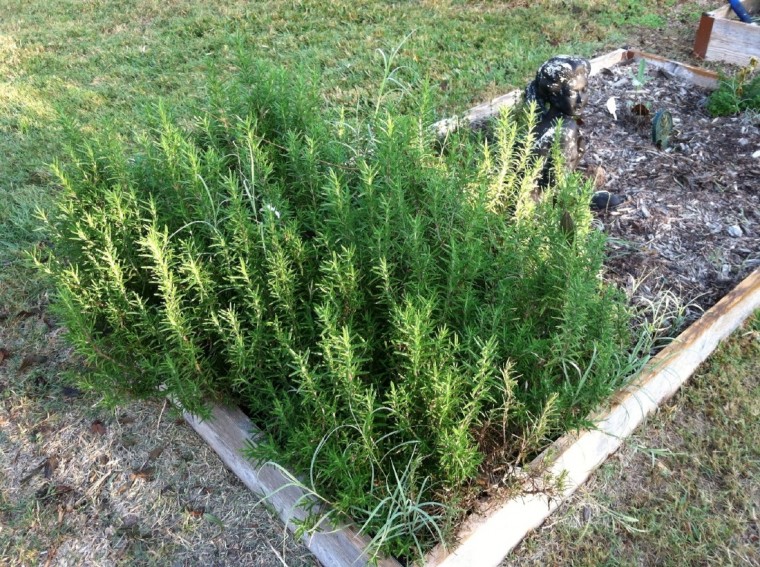 Don’t rosemary, the plant of remembrance Houston Chronicle