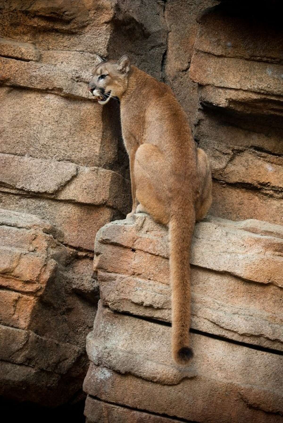 Houston Zoo opens redesigned and improved cougar exhibit