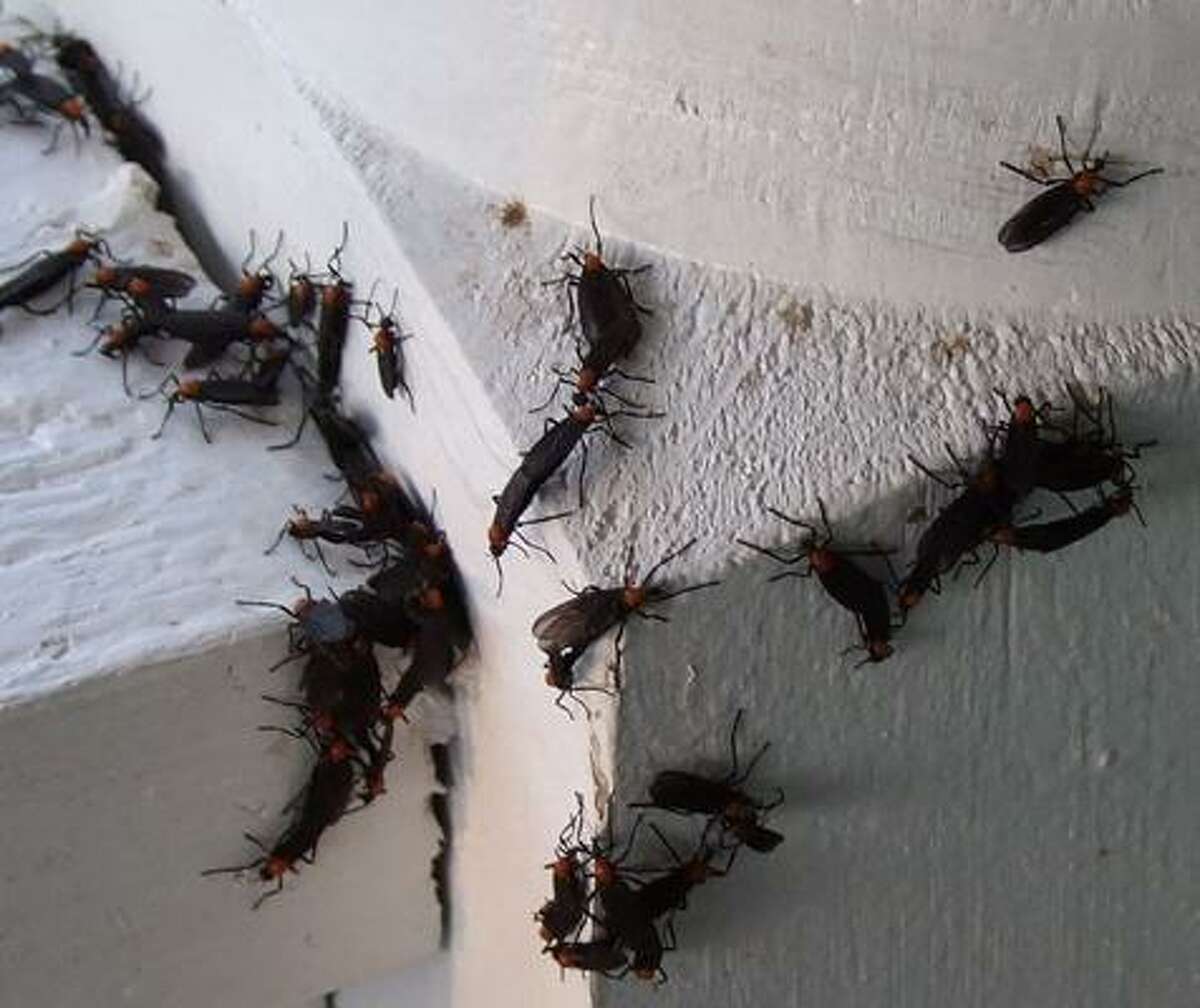 Everything you wanted to know about lovebugs but were afraid to ask