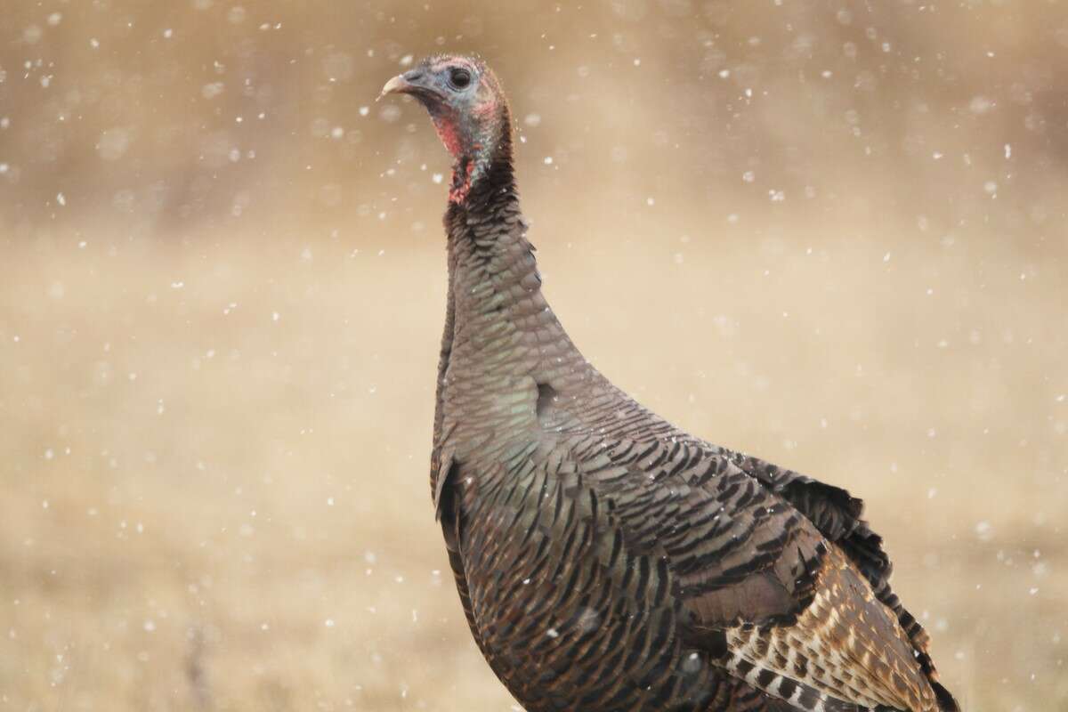 The fall firearms turkey hunting season opens statewide on Saturday and continues through October 31.