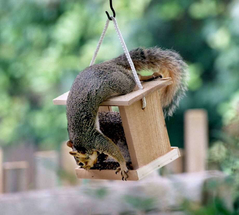 Squirrel Hunter Accidentally Shoots Kills Wife In El Dorado