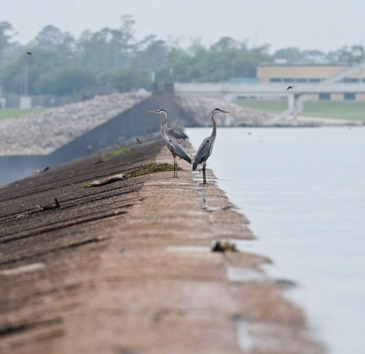 The city has included the addition of flood gates to the Lake Houston Dam as one of its priorty flood control projects.