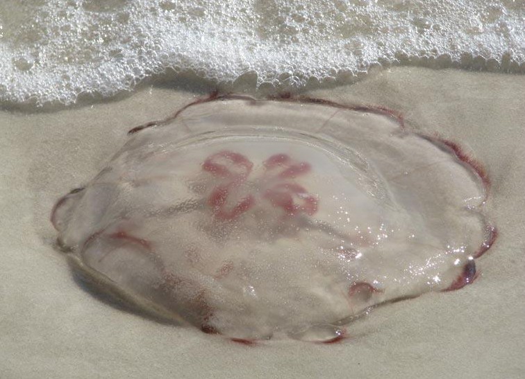 Jellyfish making presence known to Galveston swimmers