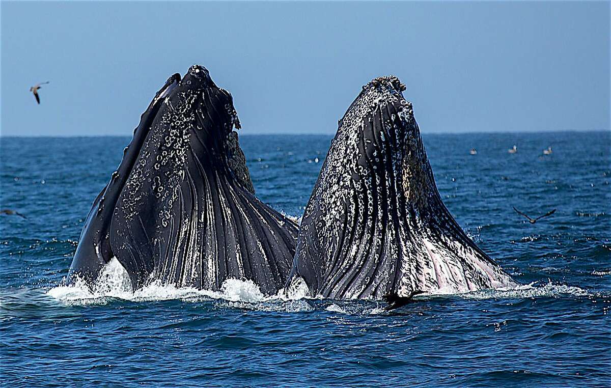 Day Of ‘unbelievable Whale Watching Off Farallons