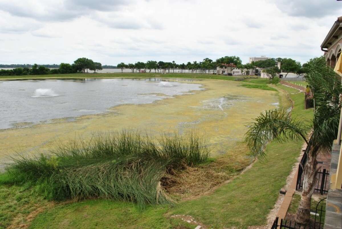 Algae and waterweeds cover the once clear retention pond on the corner of NASA Parkway and Space Center Boulevard. Residents of the adjacent town homes and apartment complex are now waiting to hear back from Olajuwon Farms, whose mansion is in the back, to work with them on the clean-up.