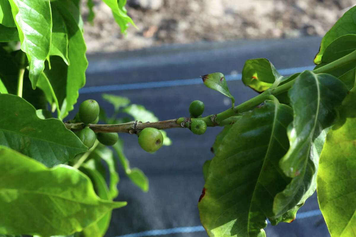 Texas A&M researchers work to save global coffee crop