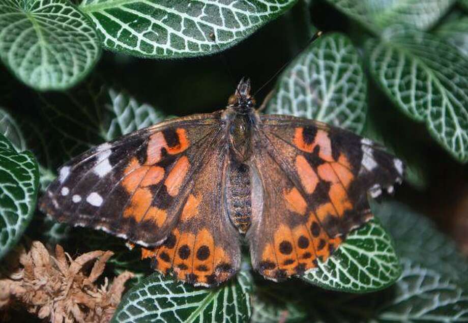 Moody Gardens opens ‘Amazeing’ butterfly exhibit Saturday Houston