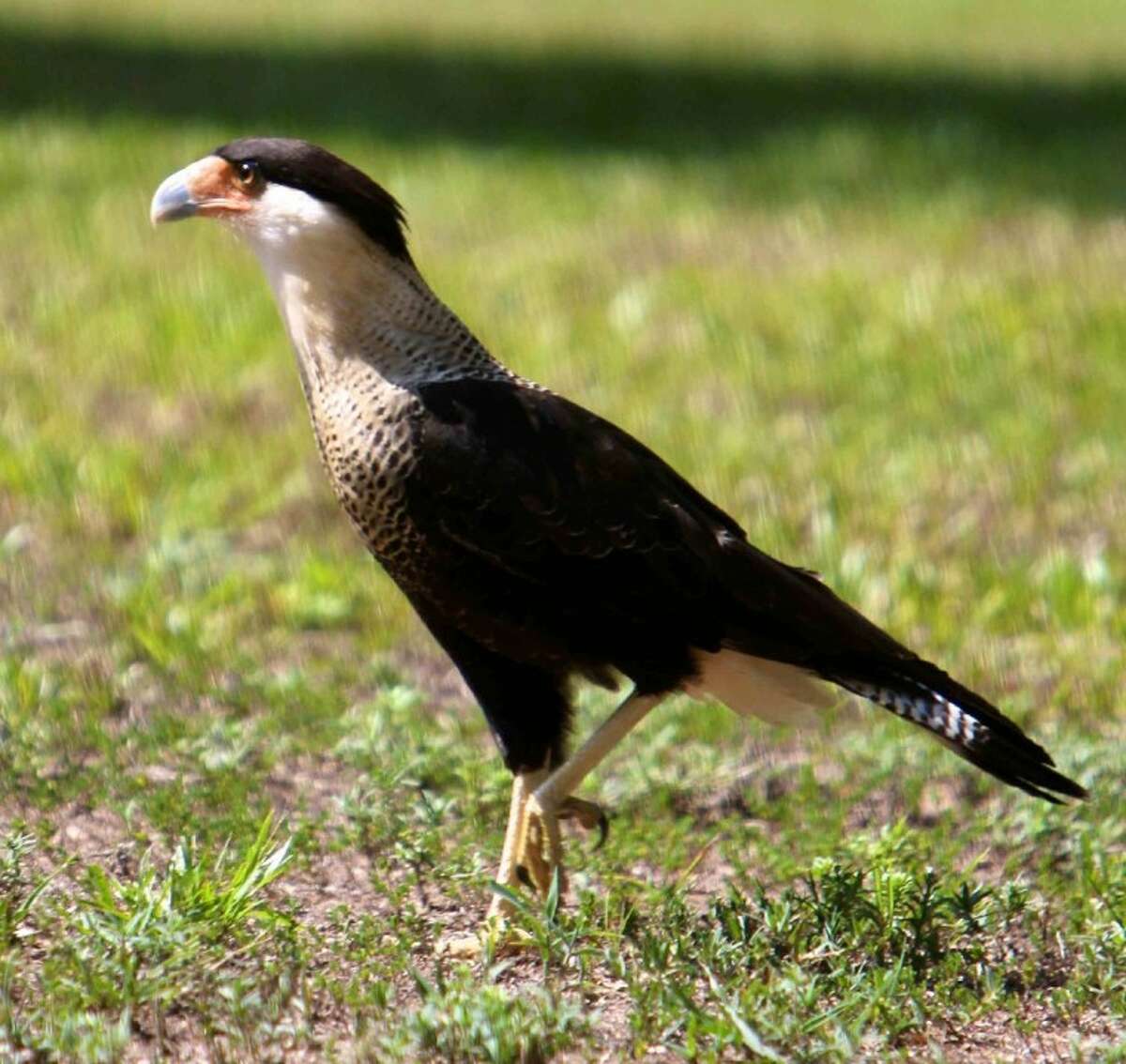 Mexico’s national bird found living in San Jacinto County