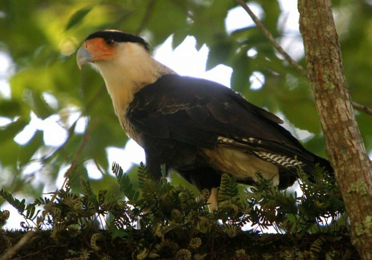 Mexico's national bird found living in San Jacinto County