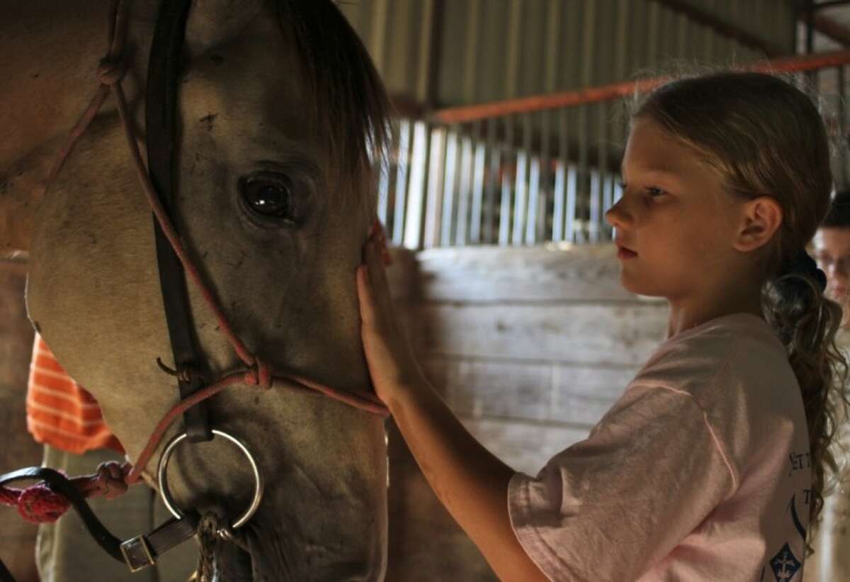 Abandoned horses increase as economy stagnates