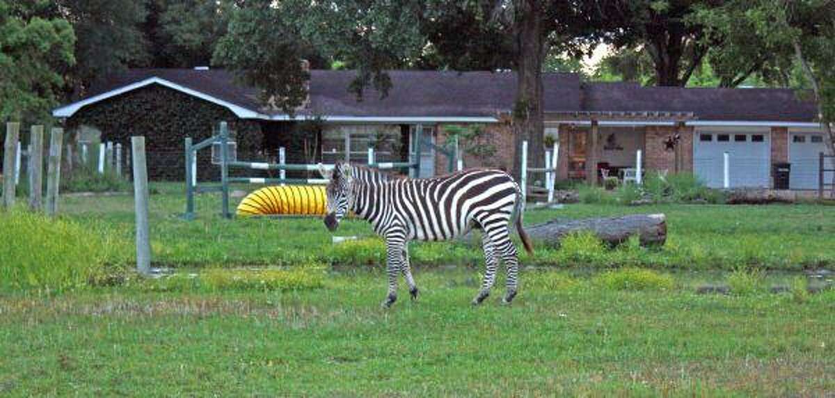 A zebra in Waller County