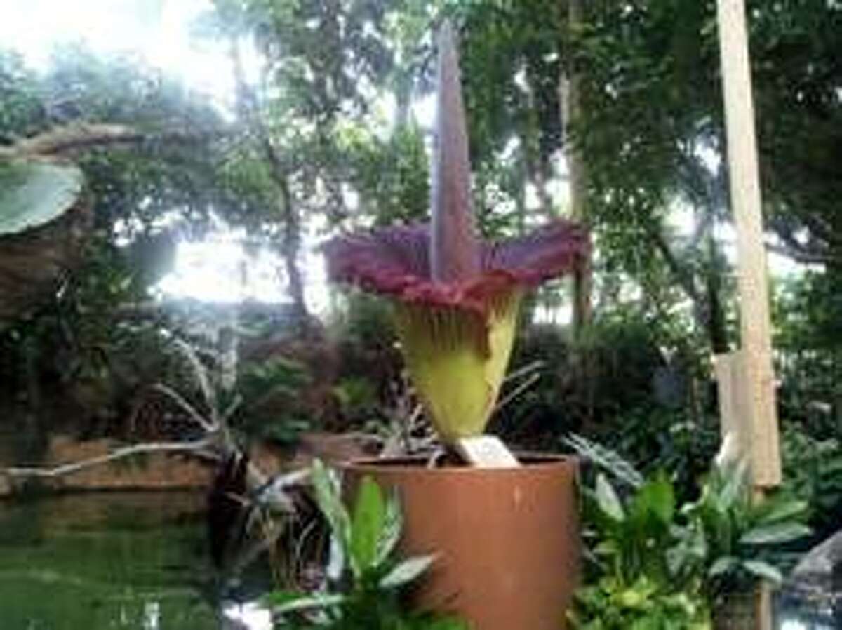 "Morticia," the Giant Corpse Flower at Moody Gardens, starting to bloom