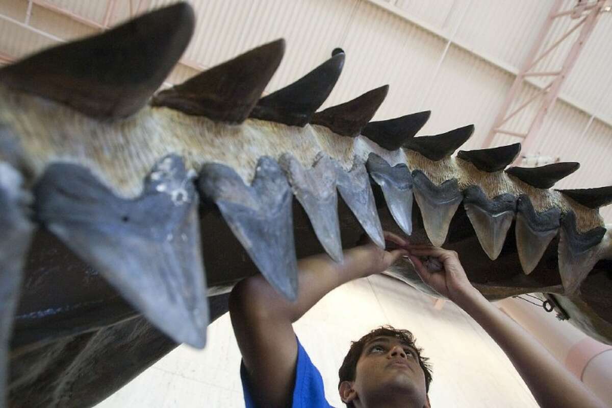 'Jaws' without fear: Shark Week demo at Houston science museum