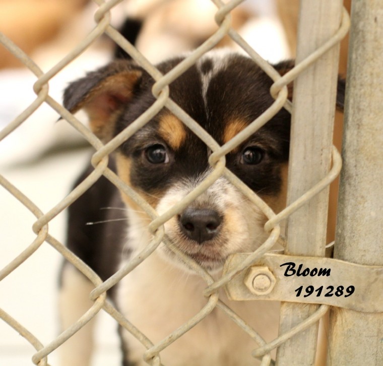 July 14 event Local animal rescue groups and shelters align to launch