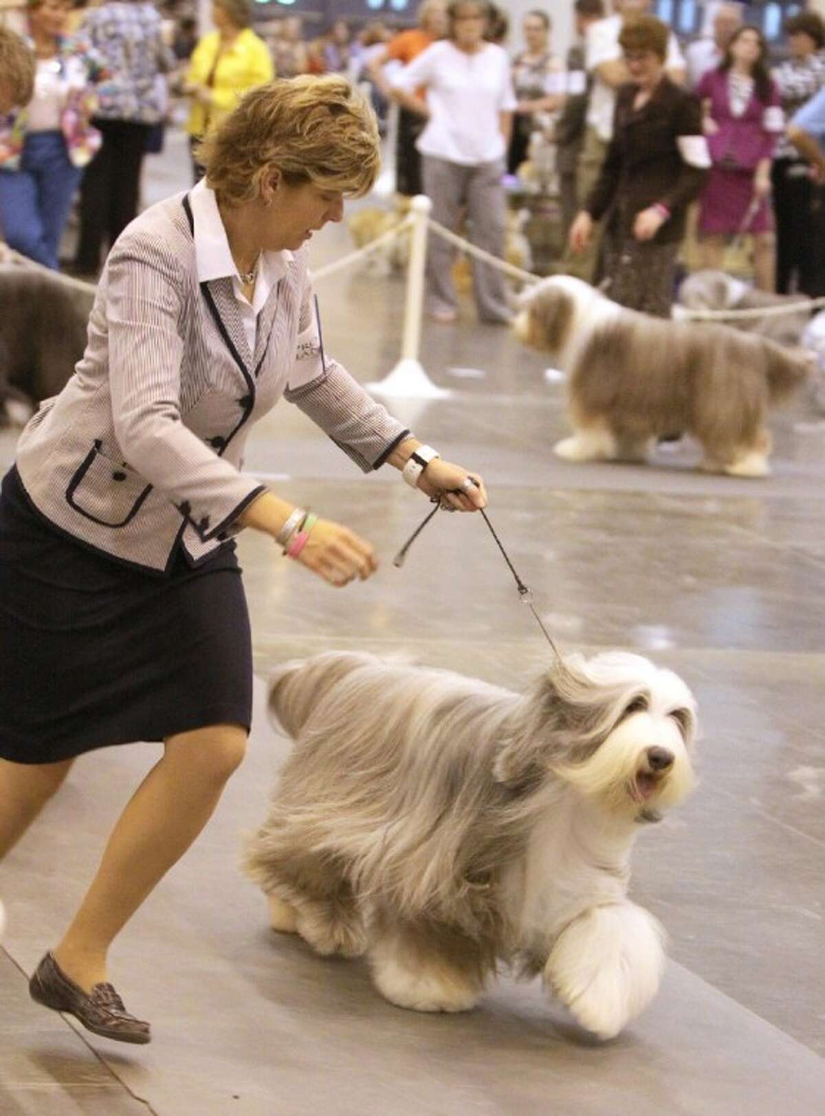 Dog Show helps to promote pet adoption at local shelters