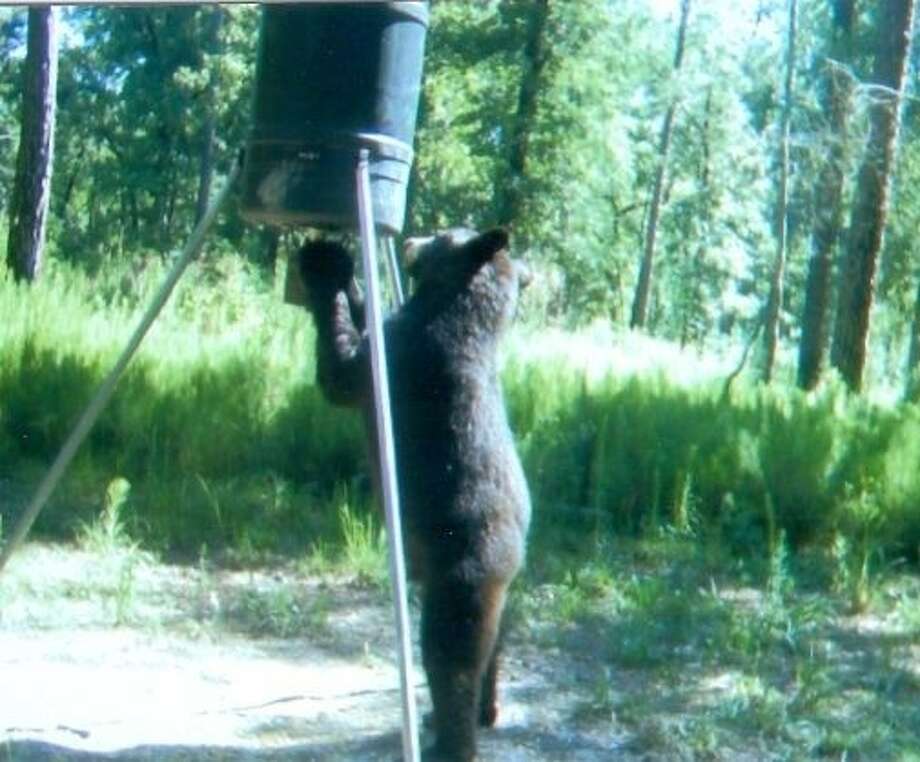 Drought Pushing Black Bears Into Residential Areas Houston Chronicle