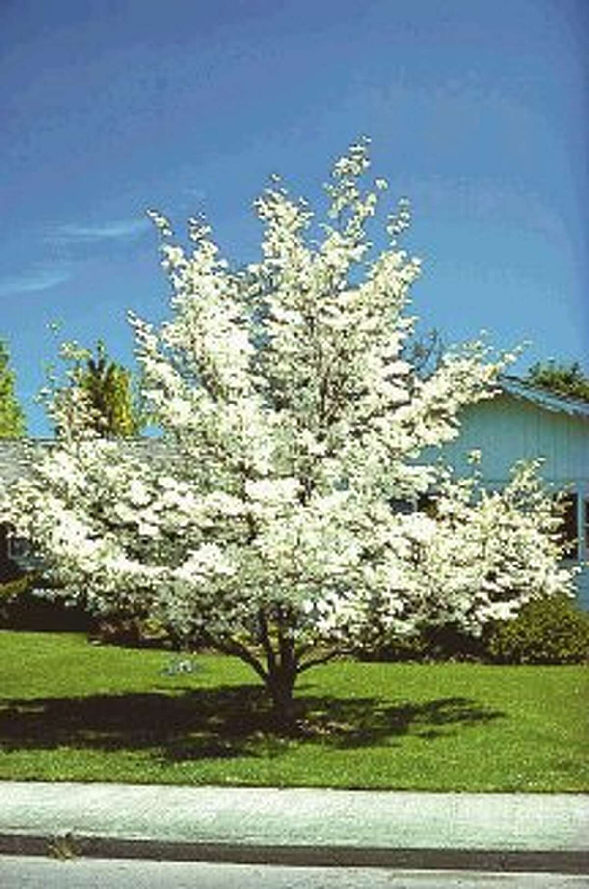 Join Arbor Day Foundation in August, get 10 free flowering dogwood trees