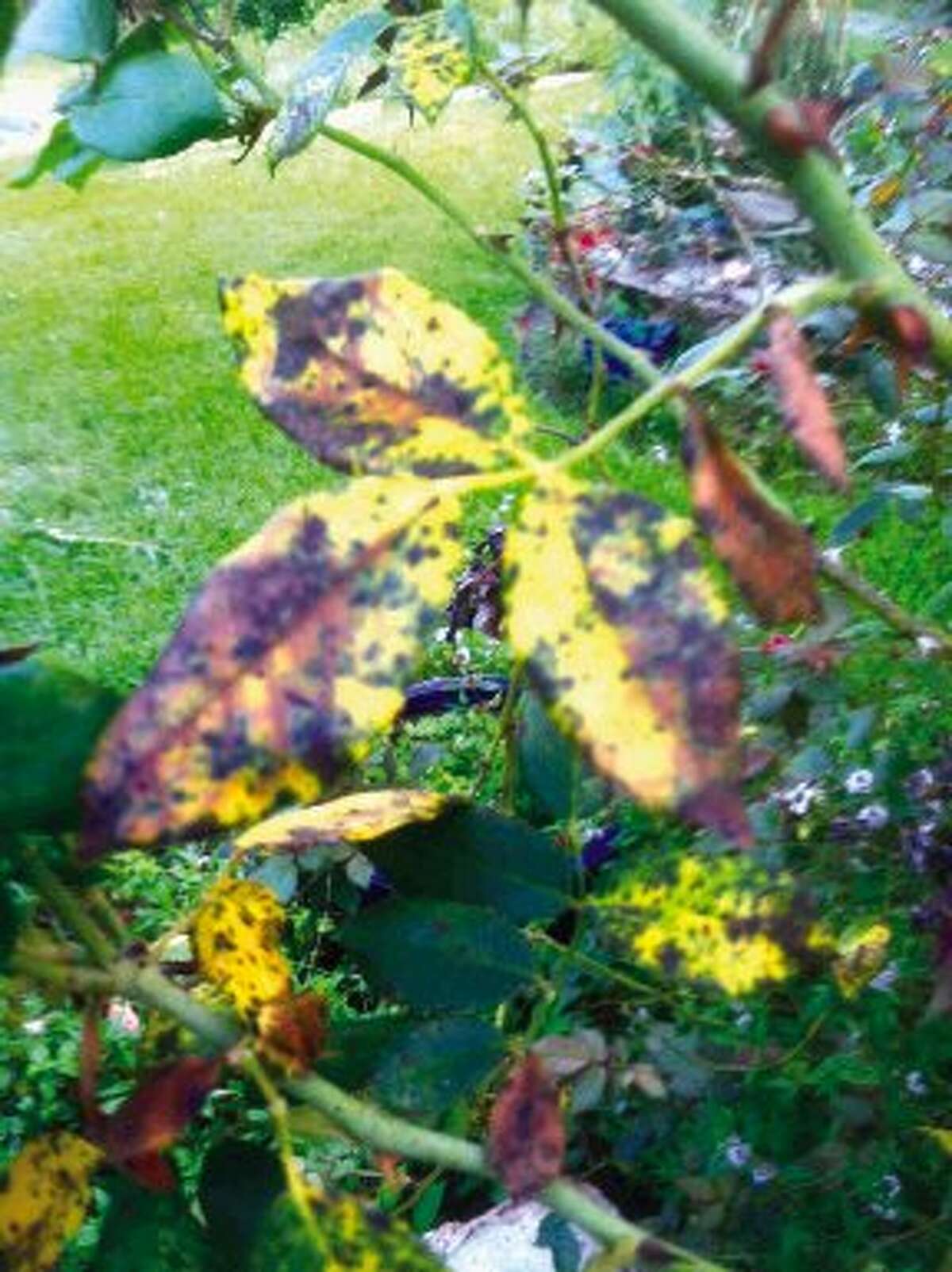 Patience, persistence key in limiting black spot damage to roses