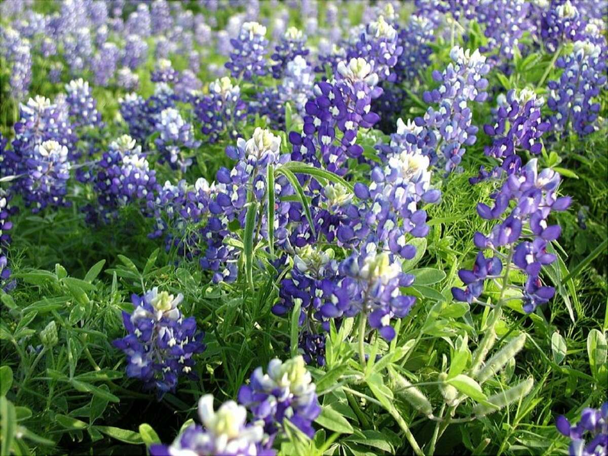 Plant bluebonnets now for a spring surprise