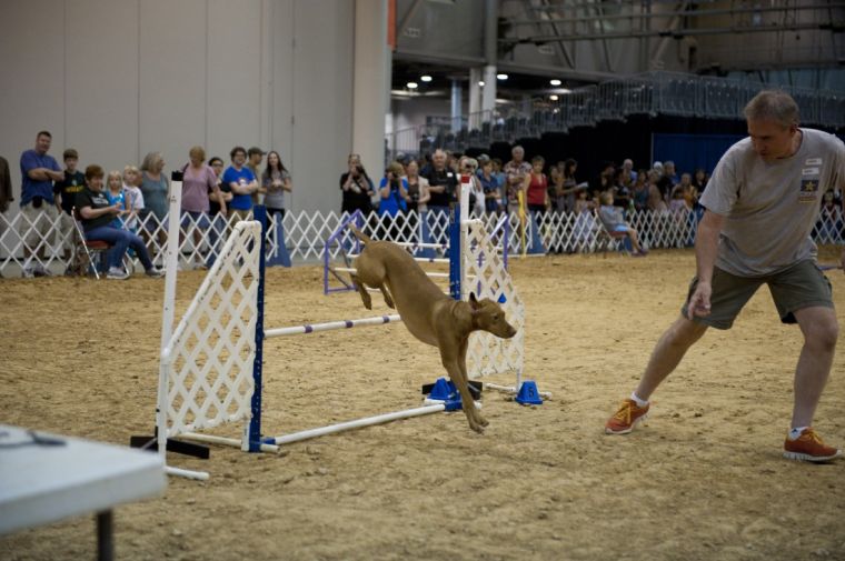 36th Annual Houston Dog Show brings events for the entire family