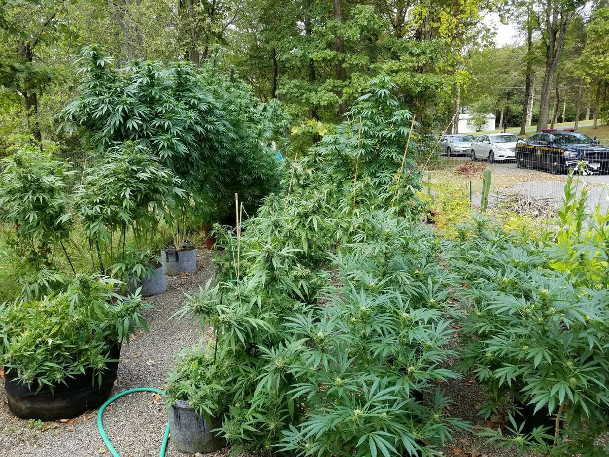 A New York state trooper on routine patrol made an arrest this week after noticing more than 100 marijuana plants growing off East Duncan Hill Road in Dover, which is located northwest of Danbury near the state line.