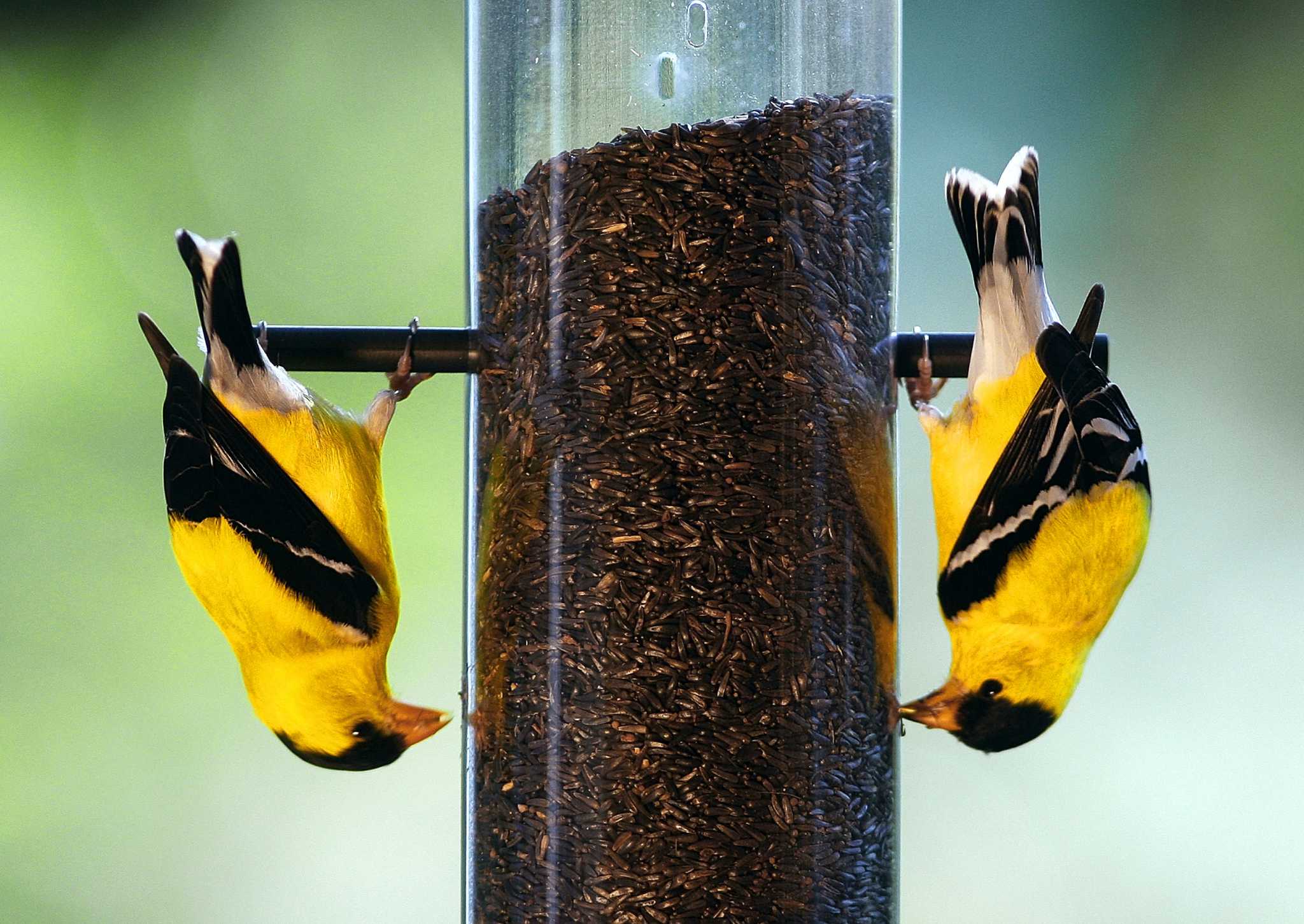 finch feeders finch feeders
