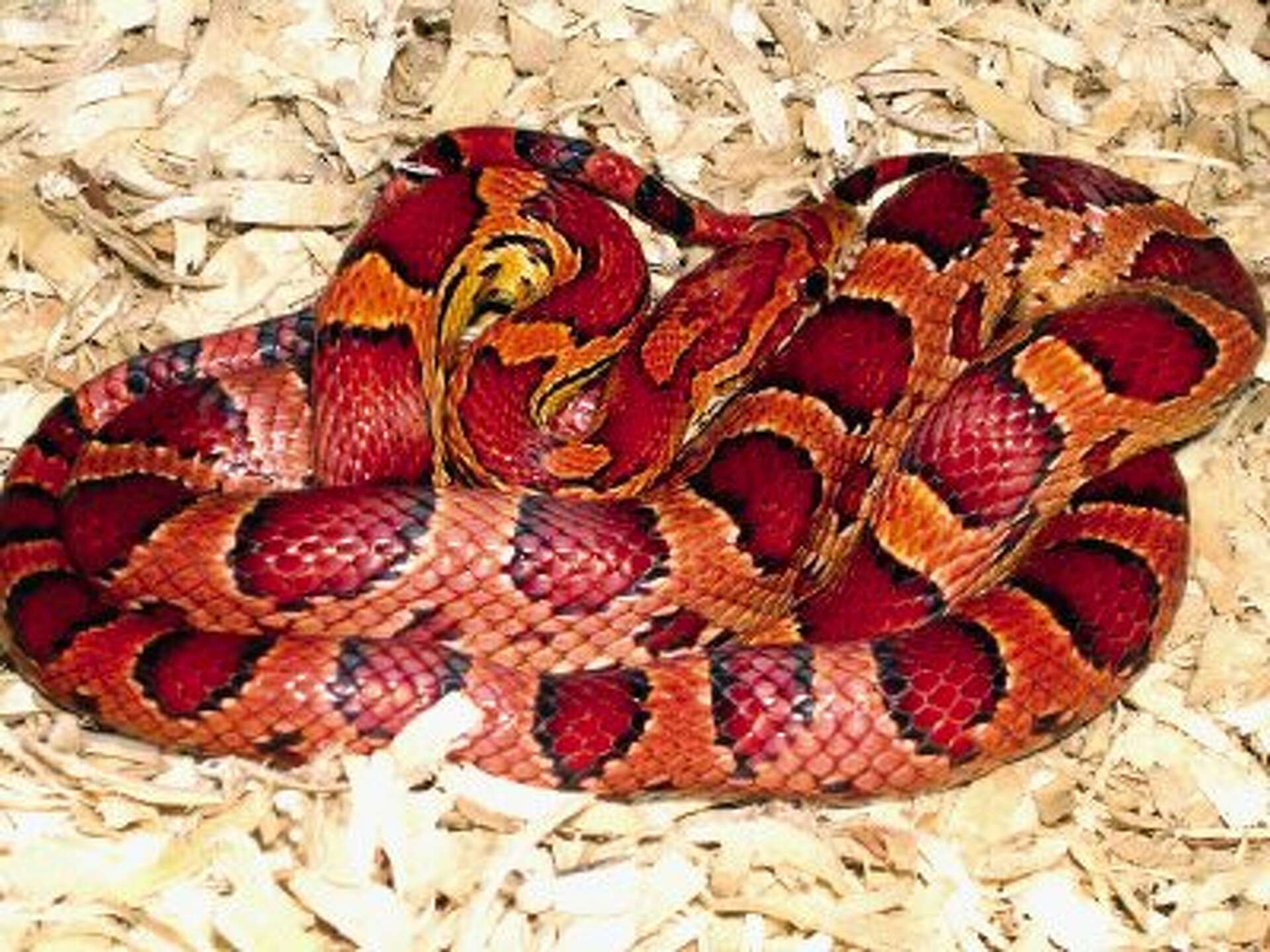 Do Corn Snakes Bond With Their Owners