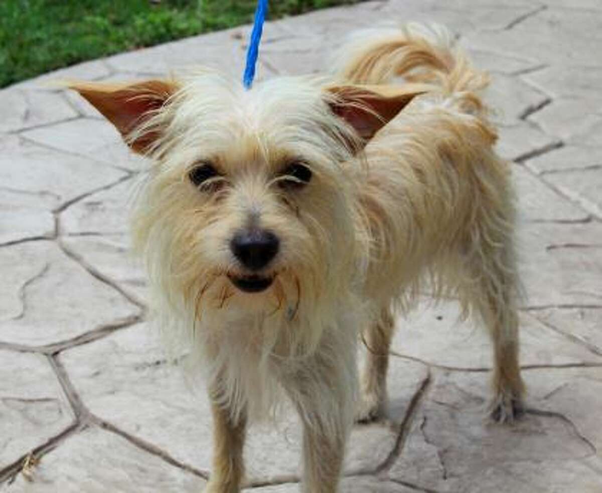 Deli man Ziggy Gruber shares corned beef secrets with Travel Channel