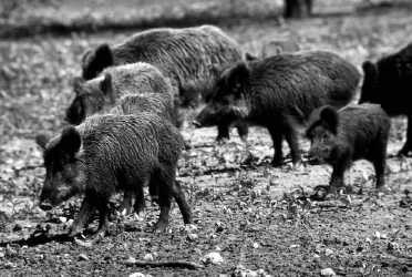 13-year-old Texan takes out 400-pound feral hog wreaking havoc on ranch