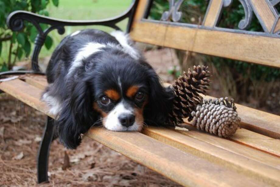 cavalier king charles houston