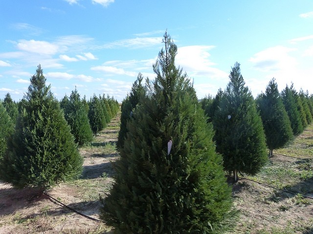 cut your own christmas tree at dewberry farm houston cut your own christmas tree at dewberry farm houston