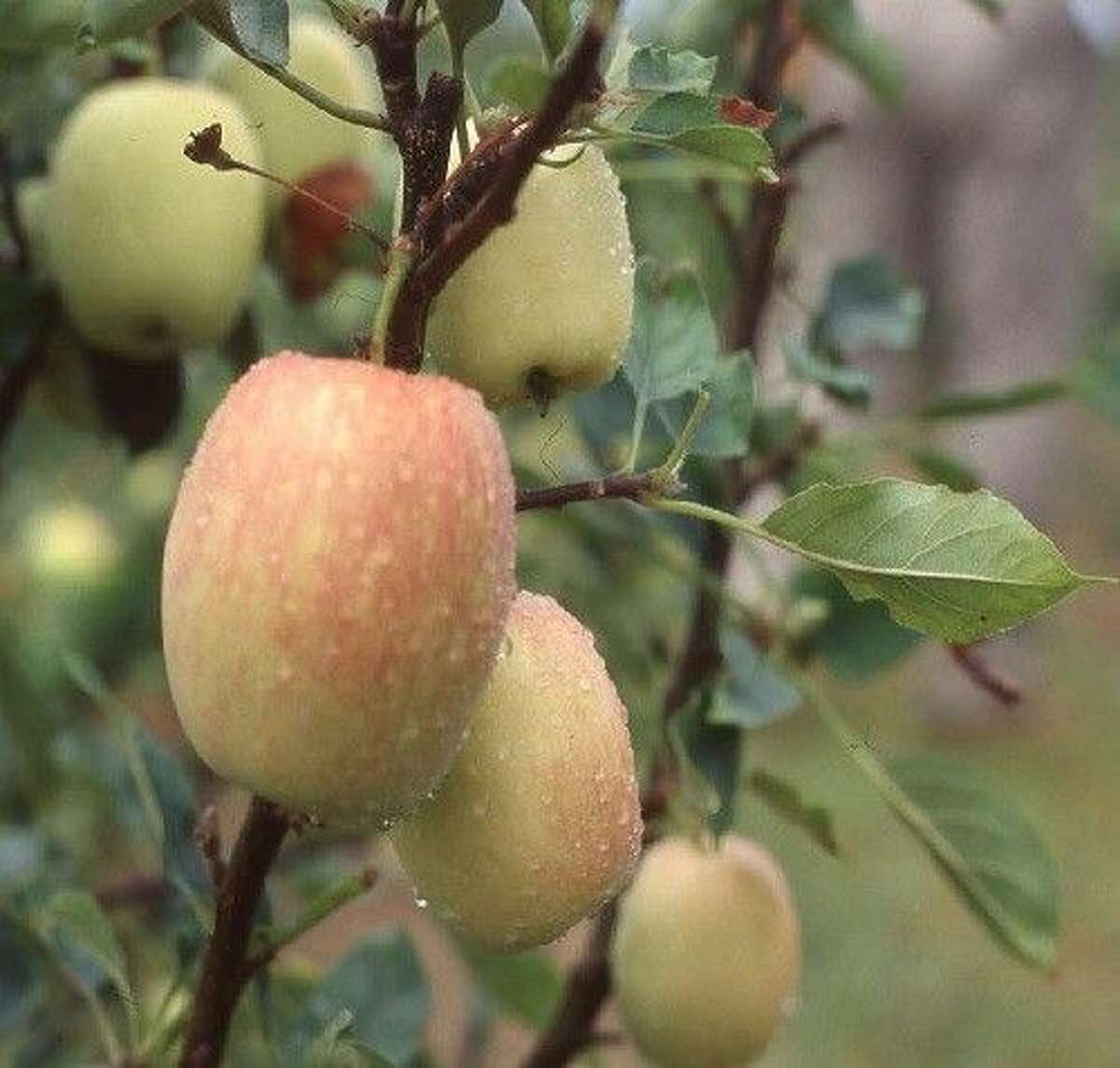 How To Buy Plant And Successfully Grow Bare Rooted Fruit Trees