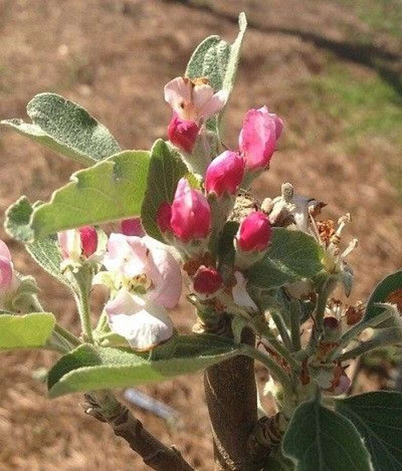 Fruit and nut tree sale set for Jan. 24 The Courier